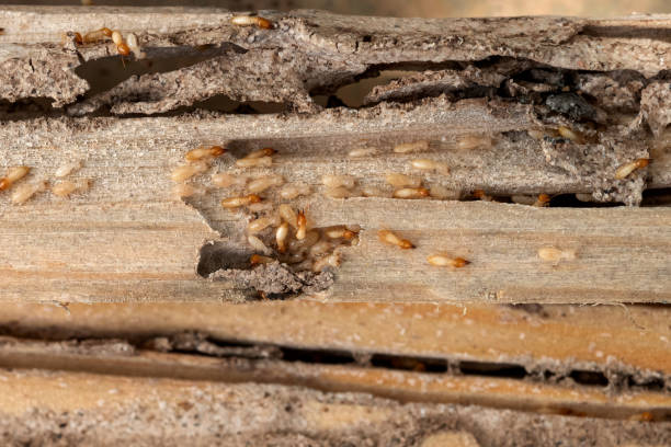 Best Wildlife Control Services  in Paradise, NV